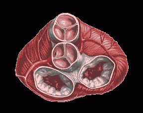 Βαλβίδα καρδιάς: χαρακτηριστικά της βιολογικής κλειδαριάς